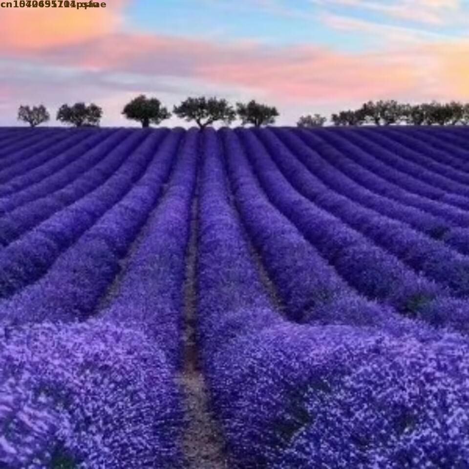 100% Bunga Lavender Kering Ala - Soap Making Art ulasan dan harga