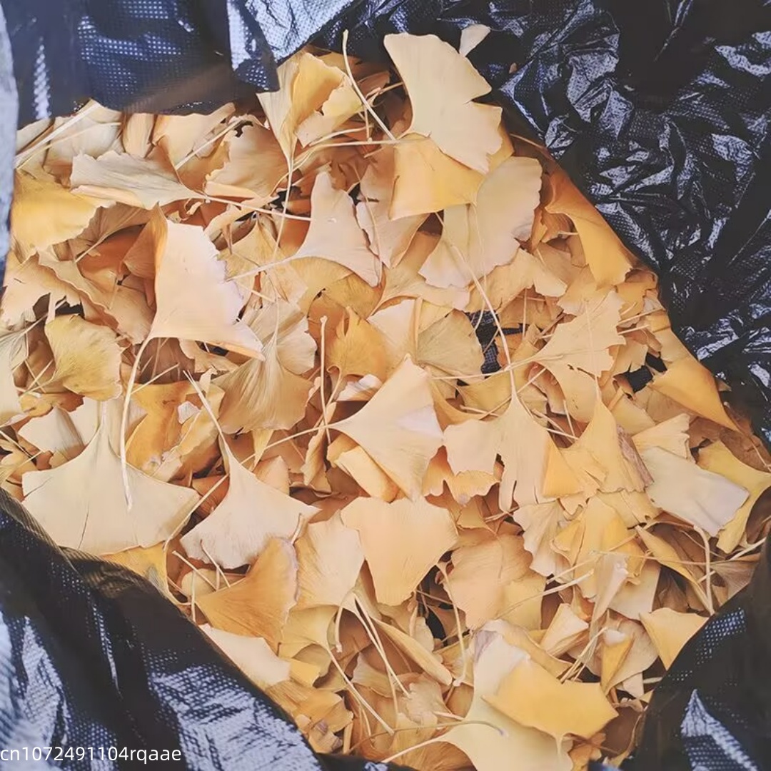 Daun Ginkgo Biloba Kering Alam - Soap Making In Home ulasan dan harga