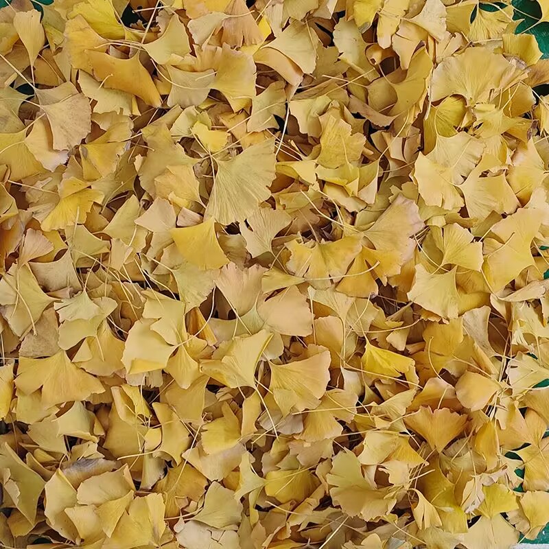 Daun Ginkgo Biloba Kering Alam - Soap Making In Home ulasan dan harga