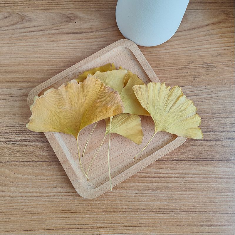 Daun Ginkgo Biloba Kering Alam - Soap Making In Home ulasan dan harga